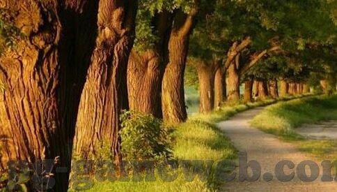 足球比分即时比分比分-揭秘足球比分即时更新背后的速度与激情，一场数据狂欢的盛宴